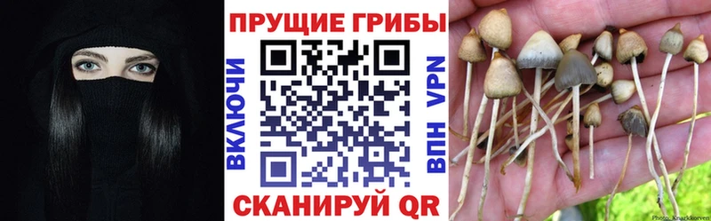 Псилоцибиновые грибы Psilocybine cubensis Серафимович